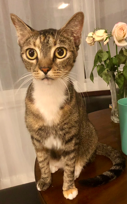 Screen Shot 2021-06-15 at 10.36.05 AM